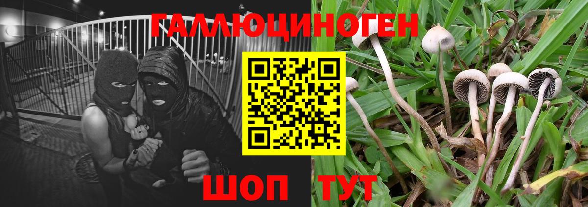 Гагарин  Галлюциногенные грибы Psilocybine cubensis  Вход с VPN 